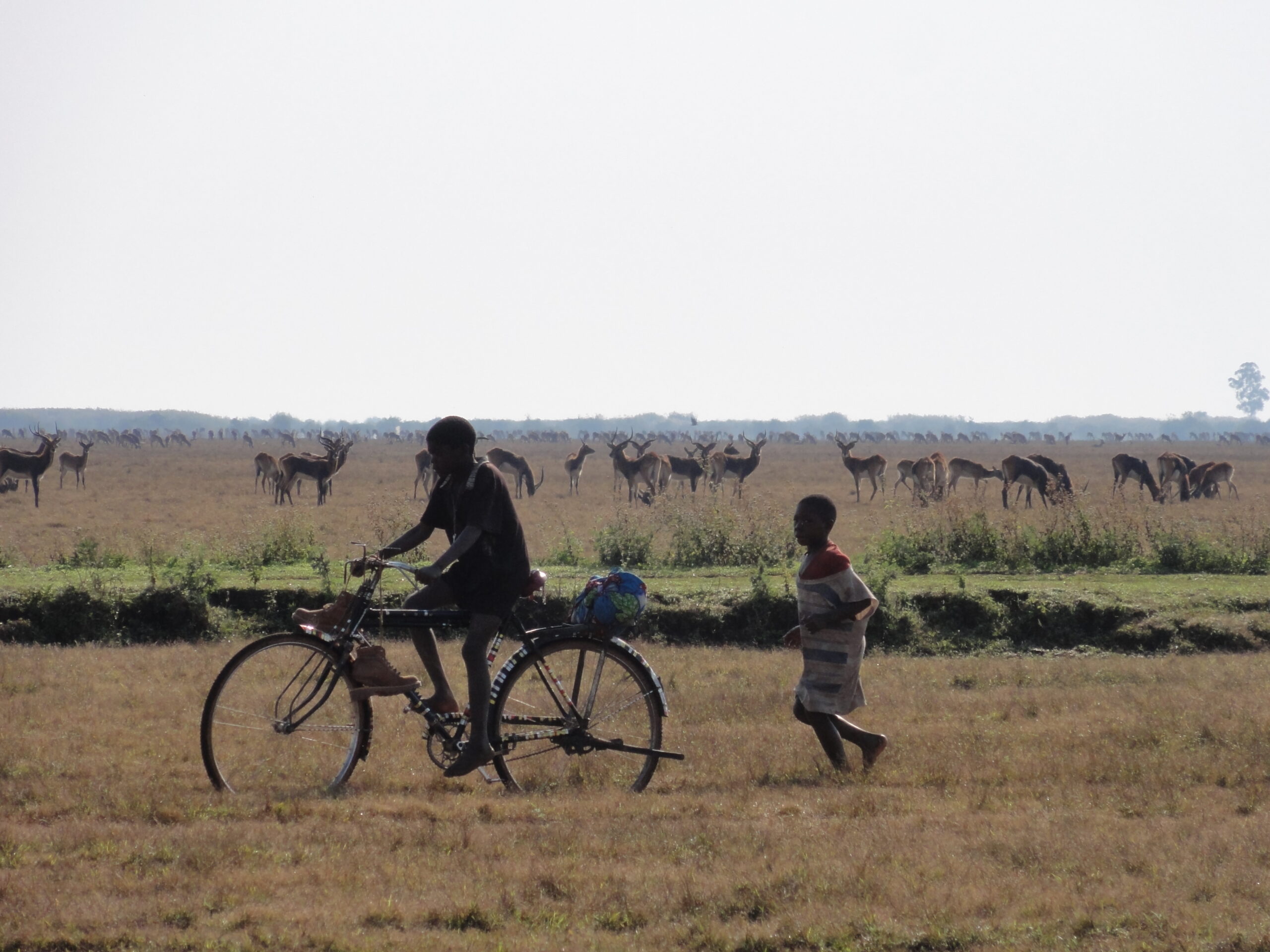 Zambia-Kapishya-Shoebill-Kasanka-Kundalila-235
