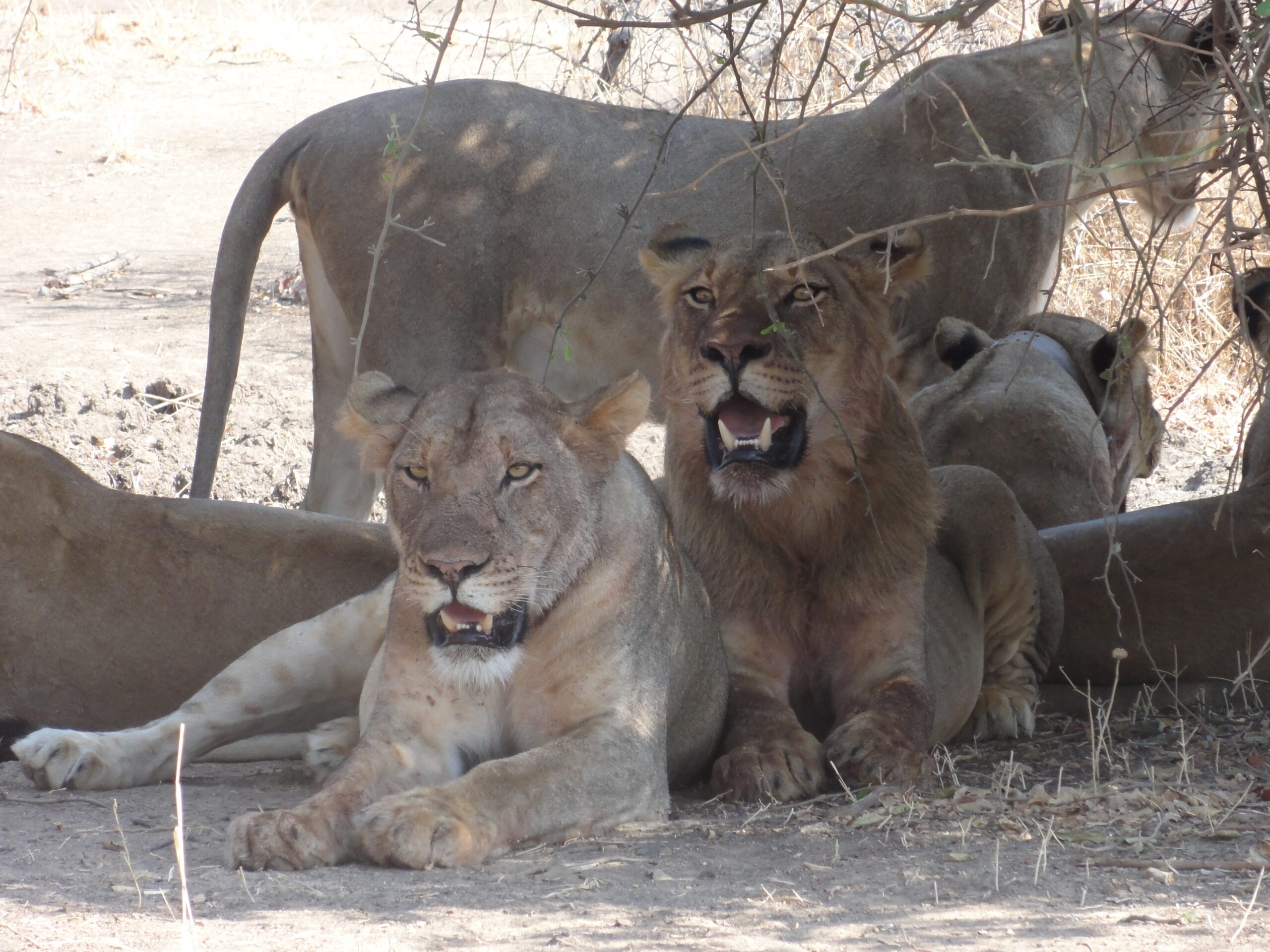 Zambia-South-Luangwa-266